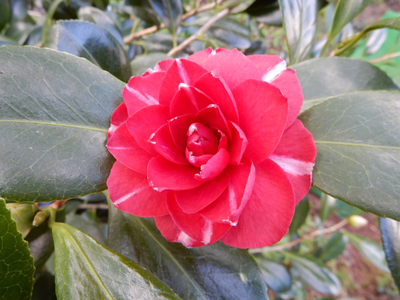 C. japonica 'Contessa Samailoff'